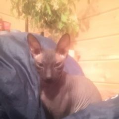 Подробнее об объявлении «Пропала кошка с/о студенец Верхний Услон» Фото: пропала кошка Донской сфинкс «Пропала кошка с/о студенец Верхний Услон» в г. Верхний Услон