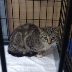 Подробнее об объявлении «Москва Пропала кошка помогите найти» Фото: пропала кошка  «Москва Пропала кошка помогите найти» в г. Москва