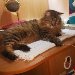 Подробнее об объявлении «Владивосток Пропал кот убежал кот степан на шее серый ошейник» Фото: пропала кошка  «Владивосток Пропал кот убежал кот степан на шее...» в г. Владивосток