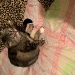 Подробнее об объявлении «Владимир Пропал кот» Фото: пропала кошка  «Владимир Пропал кот» в г. Владимир