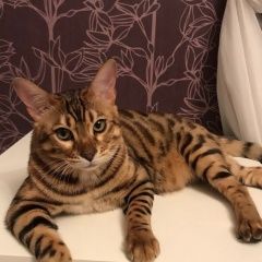 Подробнее об объявлении «Пропал кот Кемерово» Фото: пропала кошка Бенгальская «Пропал кот Кемерово» в г. Кемерово