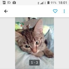 Подробнее об объявлении «Ангарск Пропала кошка 19 июня» Фото: пропала кошка  «Ангарск Пропала кошка 19 июня» в г. Ангарск