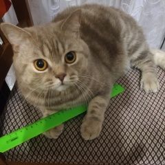 Подробнее об объявлении «Пермь Пропал кот» Фото: пропала кошка Британская короткошерстная «Пермь Пропал кот» в г. Пермь