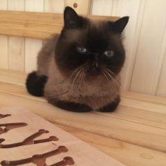 Подробнее об объявлении «Выборг Пропал кот» Фото: пропала кошка Экзотическая короткошерстная «Выборг Пропал кот» в г. Выборг