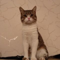 Подробнее об объявлении «Видное Пропал котик» Фото: пропала кошка  «Видное Пропал котик» в г. Видное