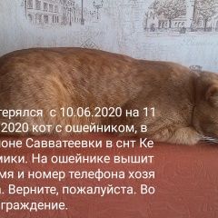 Подробнее об объявлении «Ангарск Пропал кот рыжий кот» Фото: пропала кошка  «Ангарск Пропал кот рыжий кот» в г. Ангарск