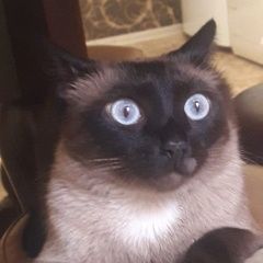 Подробнее об объявлении «Казань Пропал кот сиамский кот» Фото: пропала кошка  «Казань Пропал кот сиамский кот» в г. Казань
