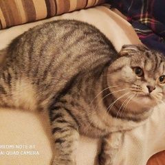 Подробнее об объявлении «Нижний Новгород Пропал кот, шотландец» Фото: пропала кошка Скоттиш фолд (шотландская вислоухая) «Нижний Новгород Пропал кот, шотландец» в г. Нижний Новгород