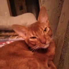 Подробнее об объявлении «Орел Пропал кот абиссинский кот, окрас льва» Фото: пропала кошка Абиссинская «Орел Пропал кот абиссинский кот, окрас льва» в г. Орел