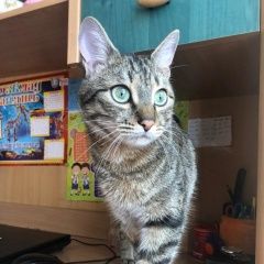 Подробнее об объявлении «Кривой Рог Пропал кот» Фото: пропала кошка  «Кривой Рог Пропал кот» в г. Кривой Рог