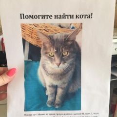 Подробнее об объявлении «Москва Пропал кот майкл» Фото: пропала кошка  «Москва Пропал кот майкл» в г. Москва