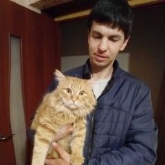 Подробнее об объявлении «Саратов Пропала кошка г. ул. кузнечная28/42» Фото: пропала кошка  «Саратов Пропала кошка г. ул. кузнечная28/42» в г. Саратов