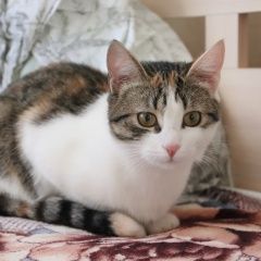 Подробнее об объявлении «Волгоград Пропала кошка» Фото: пропала кошка  «Волгоград Пропала кошка» в г. Волгоград