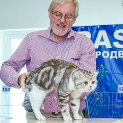 Подробнее об объявлении «Красноярск Пропал кот британский короткошерстный плюшев» Фото: пропала кошка Британская короткошерстная «Красноярск Пропал кот британский...» в г. Красноярск