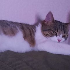 Подробнее об объявлении «Пропала кошка. в парке победы Зеленоград» Фото: пропала кошка  «Пропала кошка. в парке победы Зеленоград» в г. Зеленоград