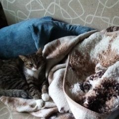 Подробнее об объявлении «Владимир Пропал кот спрыгнул с балкона» Фото: пропала кошка  «Владимир Пропал кот спрыгнул с балкона» в г. Владимир