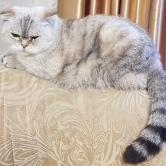 Подробнее об объявлении «Чехов Пропал кот» Фото: пропала кошка  «Чехов Пропал кот» в г. Чехов