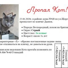 Подробнее об объявлении «Красноярск Пропал кот #нужнапомощь» Фото: пропала кошка  «Красноярск Пропал кот #нужнапомощь» в г. Красноярск