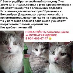 Подробнее об объявлении «Волгоград Пропал кот если кто либо видел или что то знает соо» Фото: пропала кошка  «Волгоград Пропал кот если кто либо видел или...» в г. Волгоград