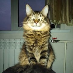 Подробнее об объявлении «Брянск Пропал кот порерян кот» Фото: пропала кошка  «Брянск Пропал кот порерян кот» в г. Брянск