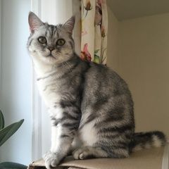 Подробнее об объявлении «Пропала кошка мкр.шереметьевский г.долгопрудного Долгопрудный» Фото: пропала кошка  «Пропала кошка мкр.шереметьевский...» в г. Долгопрудный