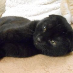 Подробнее об объявлении «Пропала кошка Томск» Фото: пропала кошка Британская короткошерстная «Пропала кошка Томск» в г. Томск