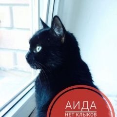 Подробнее об объявлении «Саратов Пропала кошка волжский район» Фото: пропала кошка  «Саратов Пропала кошка волжский район» в г. Саратов