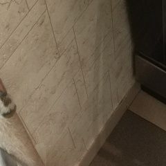 Подробнее об объявлении «Пропала кошка Абрамцево» Фото: пропала кошка  «Пропала кошка Абрамцево» в г. Абрамцево