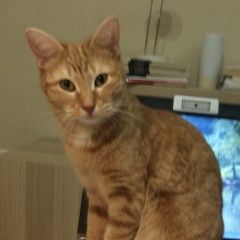 Подробнее об объявлении «Пропала кошка Красногорск» Фото: пропала кошка  «Пропала кошка Красногорск» в г. Красногорск