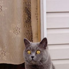 Подробнее об объявлении «Витебск Пропала кошка срочно помогите пожалуйста» Фото: пропала кошка Британская короткошерстная «Витебск Пропала кошка срочно помогите пожалуйста» в г. Витебск