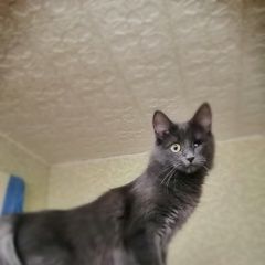 Подробнее об объявлении «Жуковский Пропала кошка, зовут муся..» Фото: пропала кошка  «Жуковский Пропала кошка, зовут муся..» в г. Жуковский