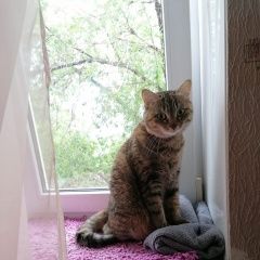 Подробнее об объявлении «Пропала кошка элис Энгельс» Фото: пропала кошка Британская короткошерстная «Пропала кошка элис Энгельс» в г. Энгельс