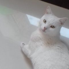 Подробнее об объявлении «Пропал кот яша. Оренбург» Фото: пропала кошка  «Пропал кот яша. Оренбург» в г. Оренбург