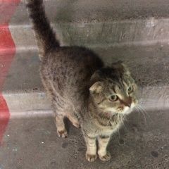 Подробнее об объявлении «Нижний Новгород Пропала кошка британская кошка бастет» Фото: пропала кошка Британская короткошерстная «Нижний Новгород Пропала кошка британская кошка...» в г. Нижний Новгород