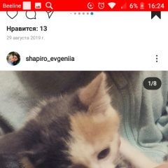 Подробнее об объявлении «Москва Пропала кошка любимая кошечка» Фото: пропала кошка  «Москва Пропала кошка любимая кошечка» в г. Москва