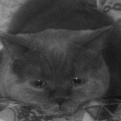 Подробнее об объявлении «Пропал кот Воскресенск» Фото: пропала кошка Британская короткошерстная «Пропал кот Воскресенск» в г. Воскресенск