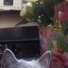 Подробнее об объявлении «Витебск Пропала кошка sos, помогите найти» Фото: пропала кошка Британская короткошерстная «Витебск Пропала кошка sos, помогите найти» в г. Витебск