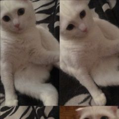 Подробнее об объявлении «Пропала кошка Симферополь» Фото: пропала кошка  «Пропала кошка Симферополь» в г. Симферополь