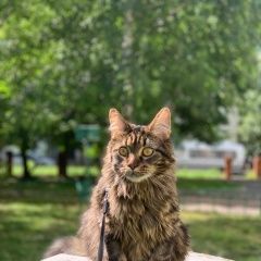 Подробнее об объявлении «Москва Пропала кошка» Фото: пропала кошка  «Москва Пропала кошка» в г. Москва