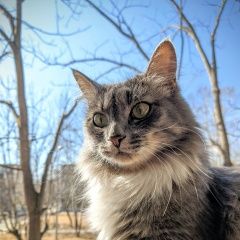 Подробнее об объявлении «Хабаровск Пропала кошка» Фото: пропала кошка Сибирская «Хабаровск Пропала кошка» в г. Хабаровск