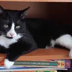 Подробнее об объявлении «Пропал кот мурзик Москва» Фото: пропала кошка  «Пропал кот мурзик Москва» в г. Москва