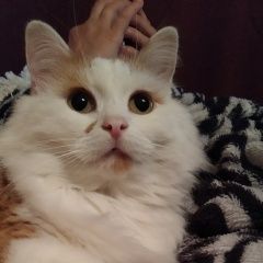 Подробнее об объявлении «Владивосток Пропал кот ик» Фото: пропала кошка  «Владивосток Пропал кот ик» в г. Владивосток
