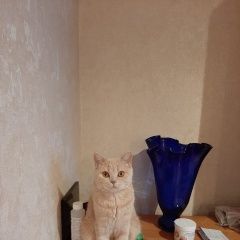 Подробнее об объявлении «Саратов Пропала кошка» Фото: пропала кошка Скоттиш страйт (шотландская прямоухая) «Саратов Пропала кошка» в г. Саратов