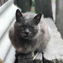 Подробнее об объявлении «Брянск Пропала кошка» Фото: пропала кошка  «Брянск Пропала кошка» в г. Брянск