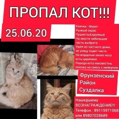 Подробнее об объявлении «Ярославль Пропал кот» Фото: пропала кошка  «Ярославль Пропал кот» в г. Ярославль