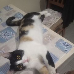 Подробнее об объявлении «Пропала кошка  Воскресенск» Фото: пропала кошка  «Пропала кошка  Воскресенск» в г. Воскресенск