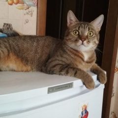 Подробнее об объявлении «Москва Пропал кот» Фото: пропала кошка  «Москва Пропал кот» в г. Москва