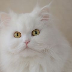 Подробнее об объявлении «Красноярск Пропала кошка белый полуперс с желтыми глазами» Фото: пропала кошка Персидская «Красноярск Пропала кошка белый полуперс с...» в г. Красноярск