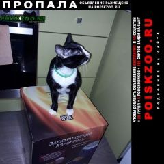 Подробнее об объявлении «Лобня Пропал кот» Фото: пропала кошка  «Лобня Пропал кот» в г. Лобня