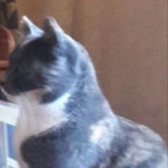 Подробнее об объявлении «Пропала кошка Подольск» Фото: пропала кошка  «Пропала кошка Подольск» в г. Подольск